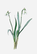 Snowdrop