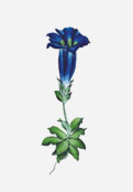 Gentiana