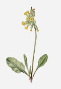 Primula veris