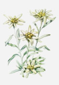 Edelweiss